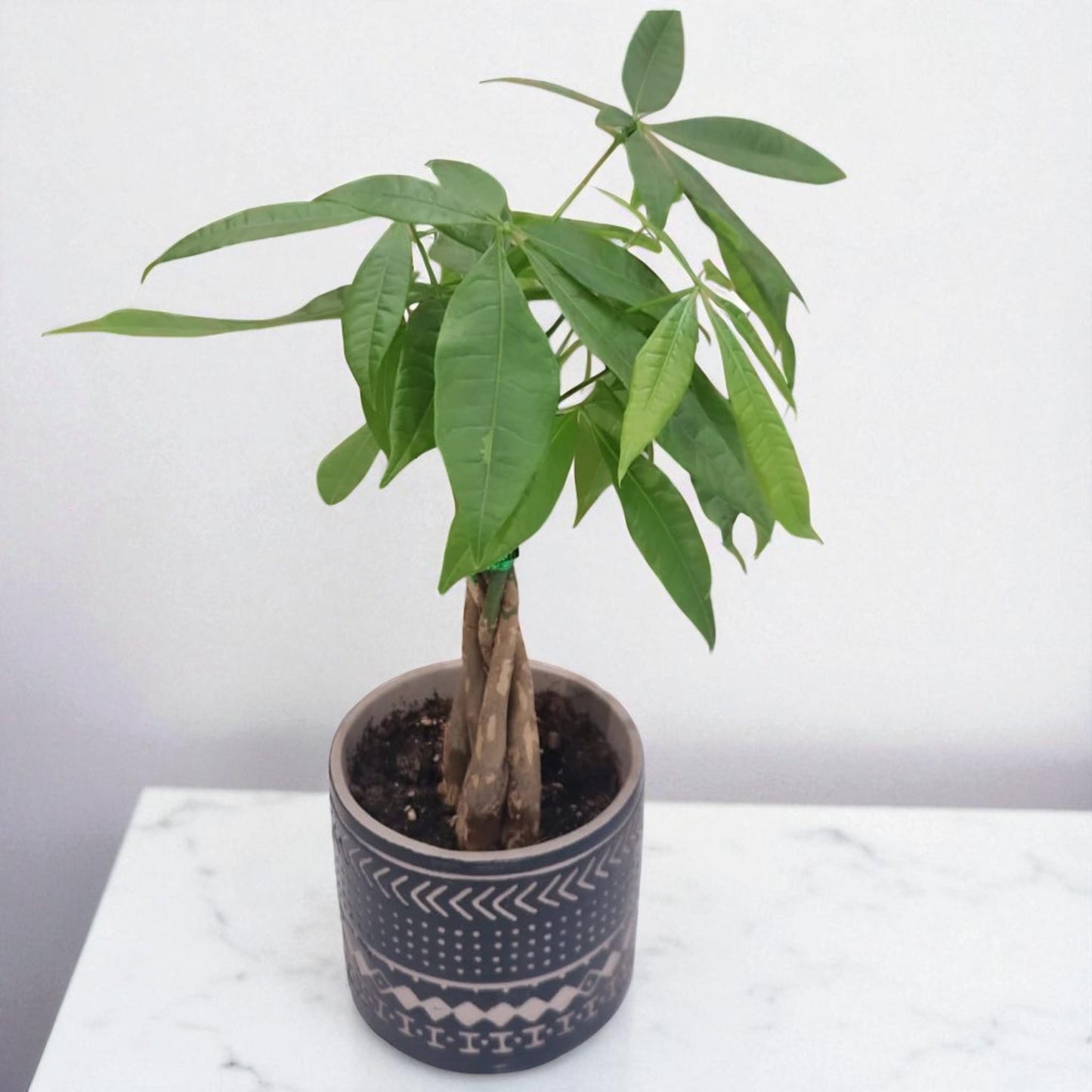Braided Money Tree in Decorative Pot
