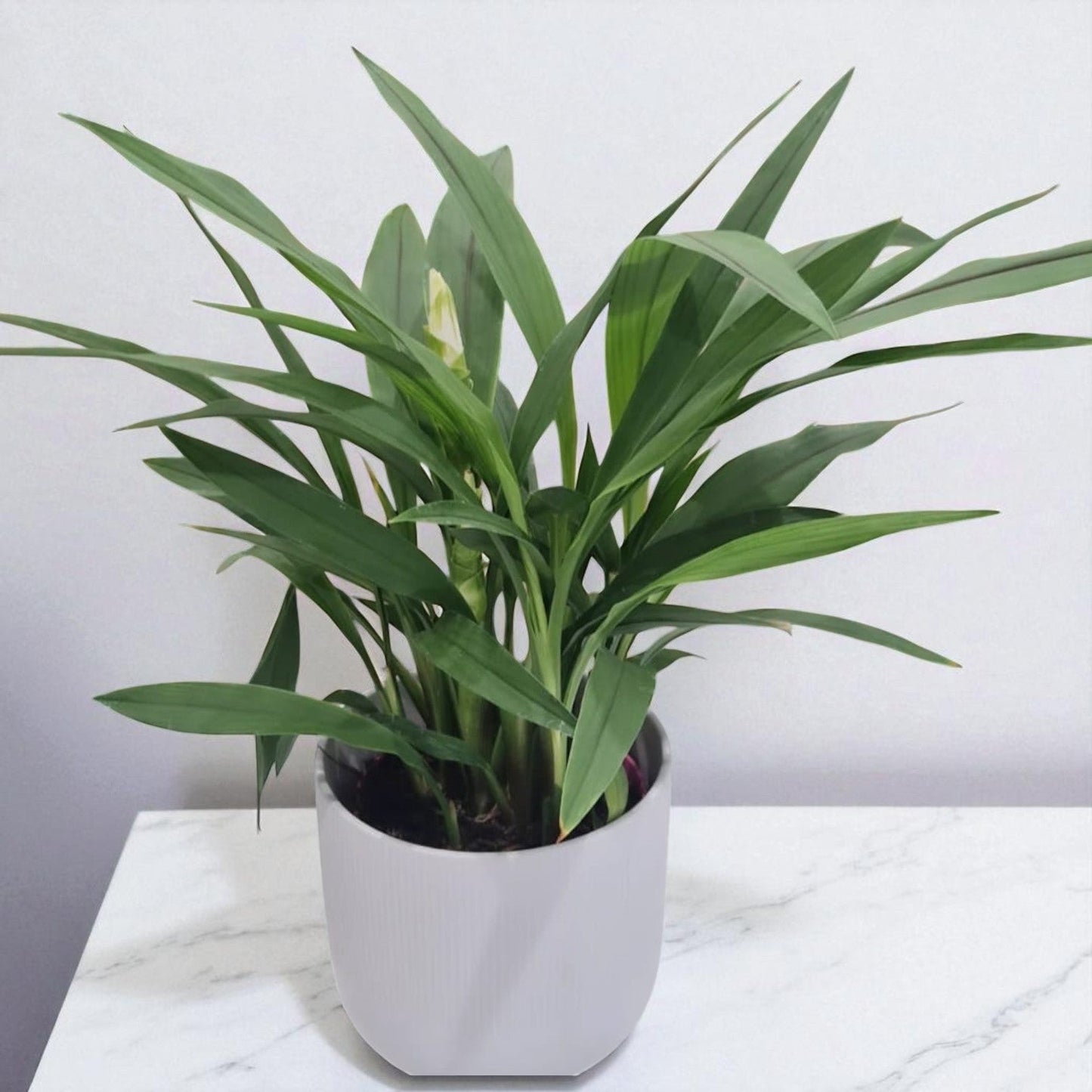 Peace Lily Elegance in White Pot