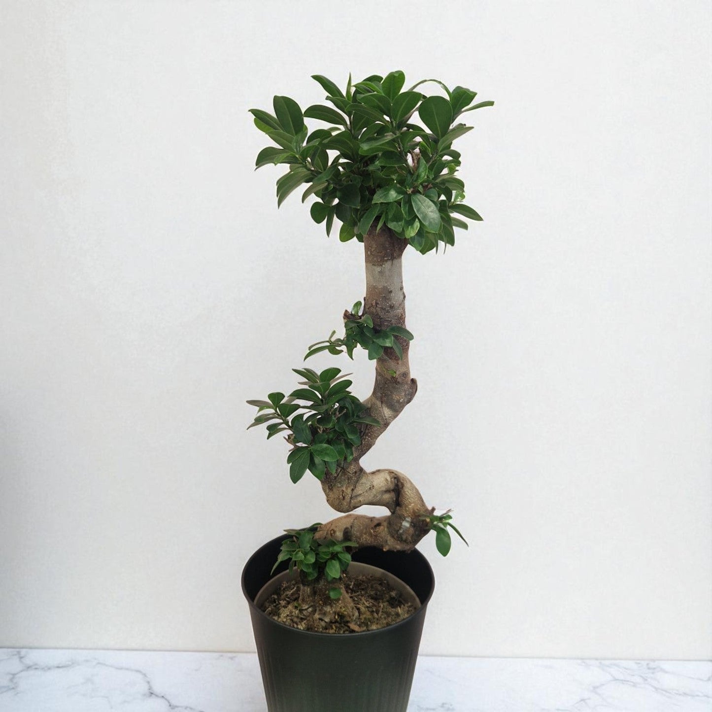 Bonsai Ficus Ginseng in Pot