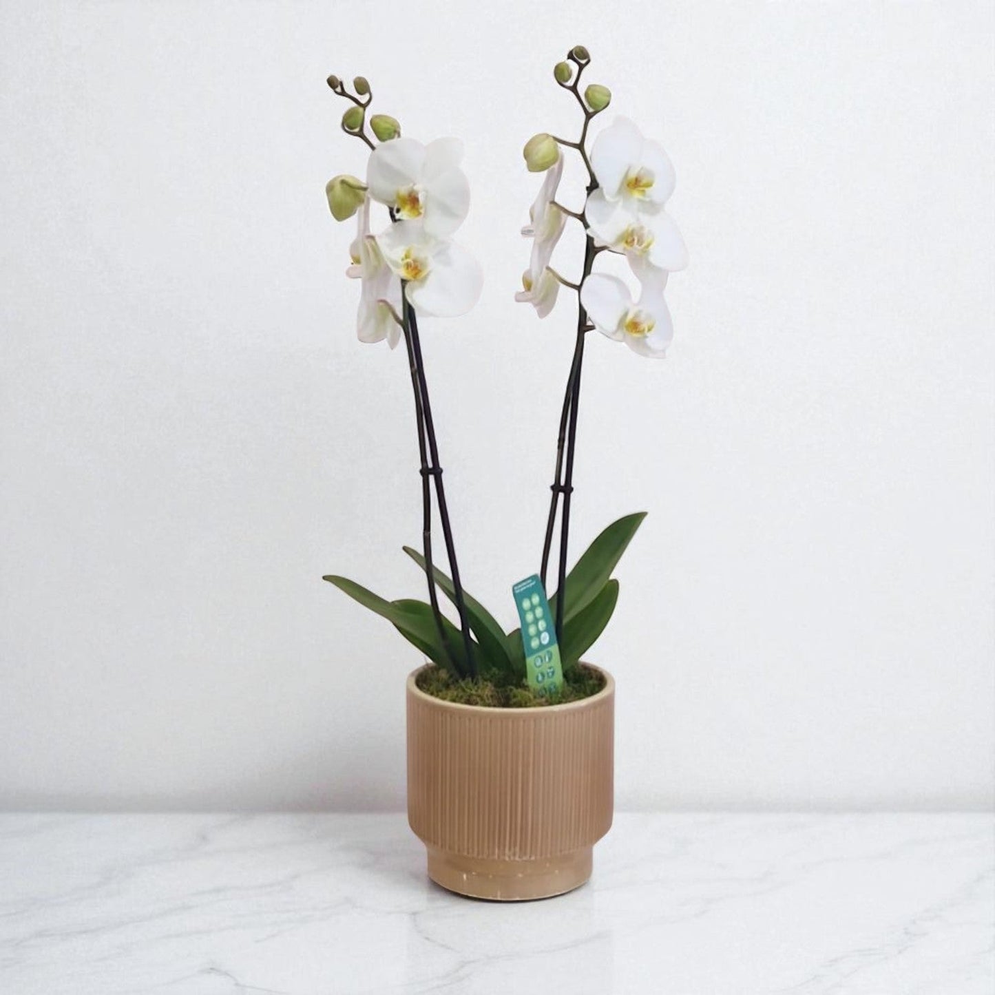 Elegant White Phalaenopsis Orchid