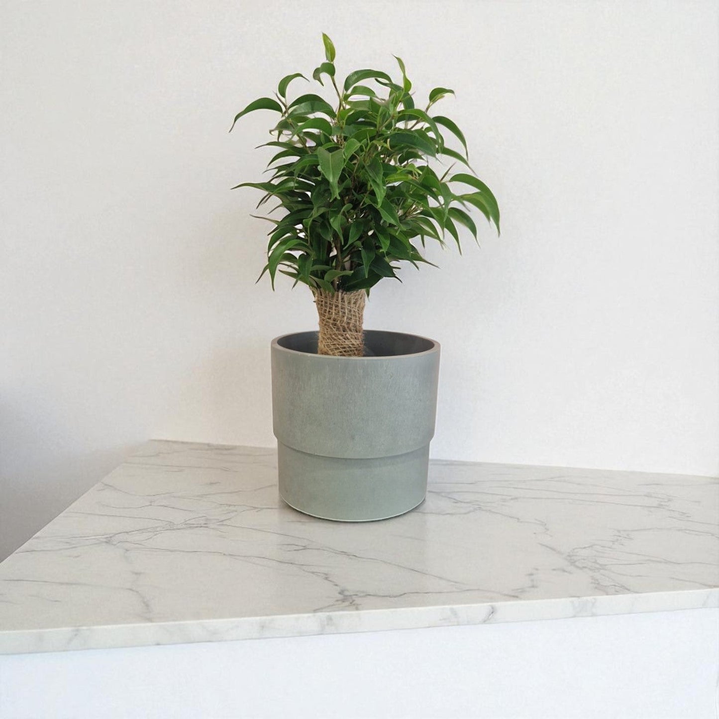 Ficus Bonsai Tree