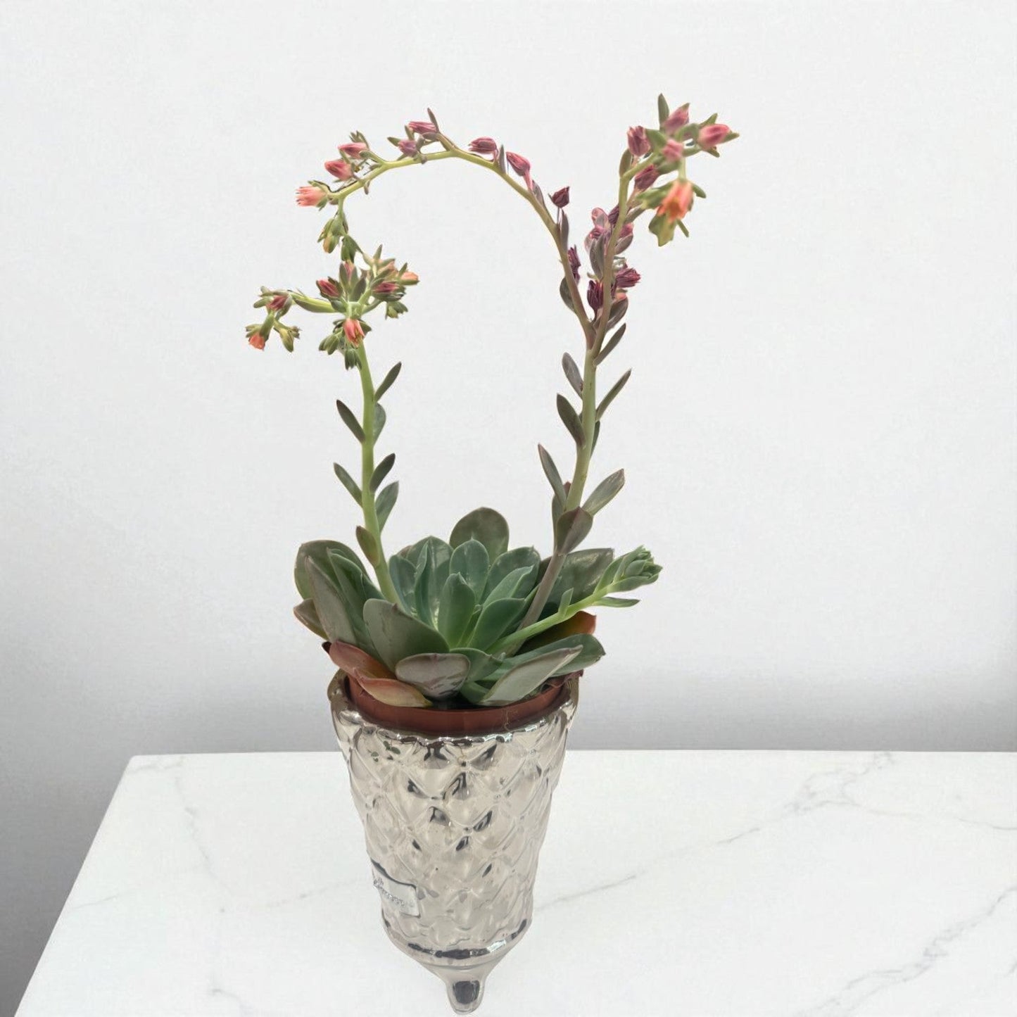 Succulent Elegance in Silver Vase