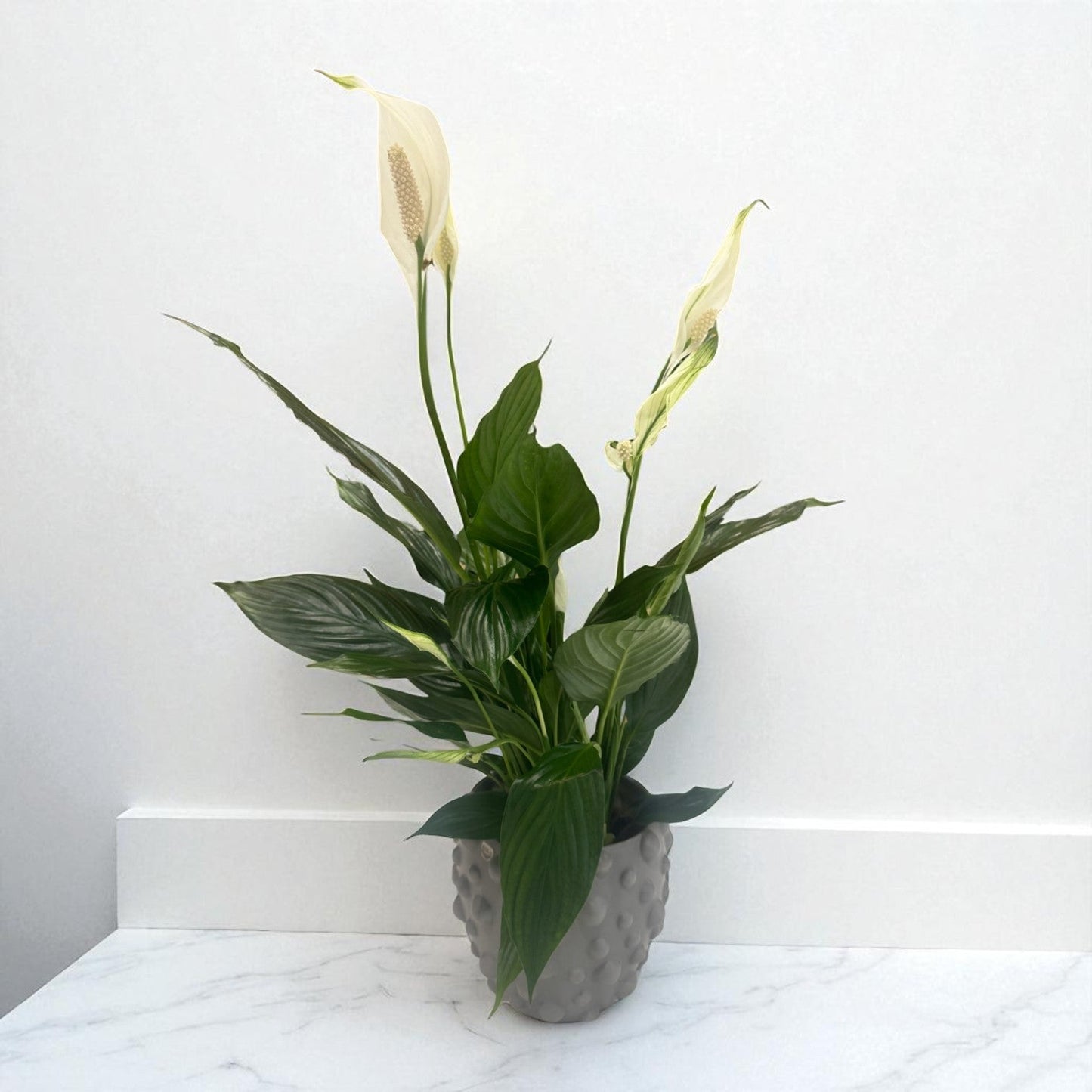 Peace Lily Elegance
