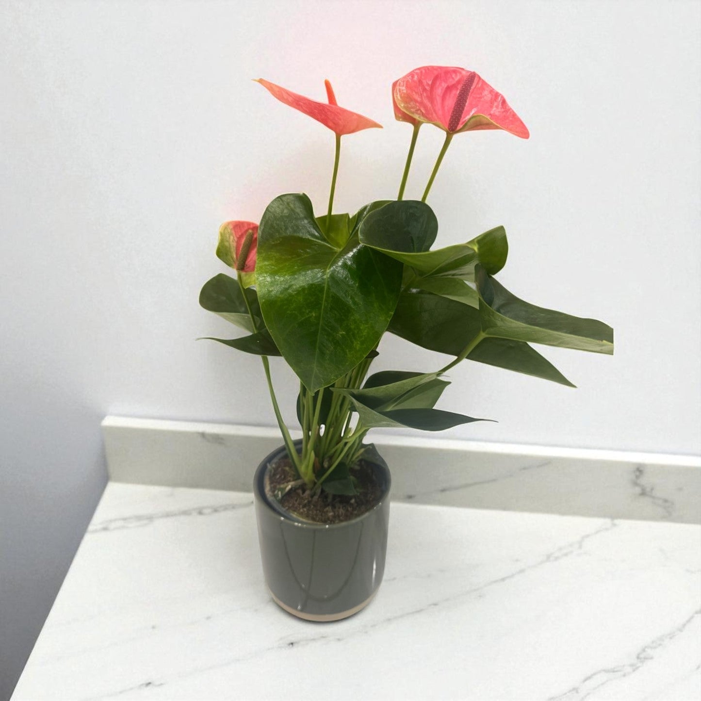 Anthurium Plant (Flamingo Flower)