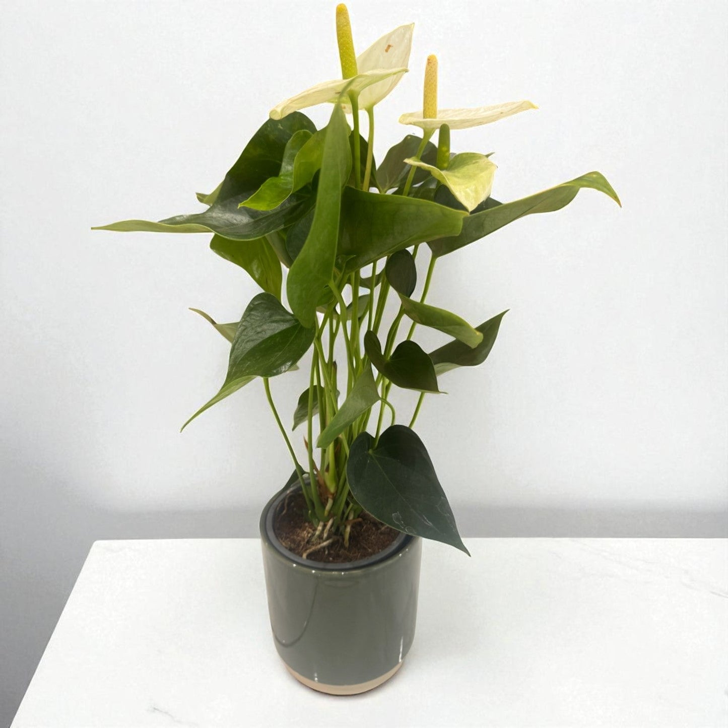White Anthurium Elegance