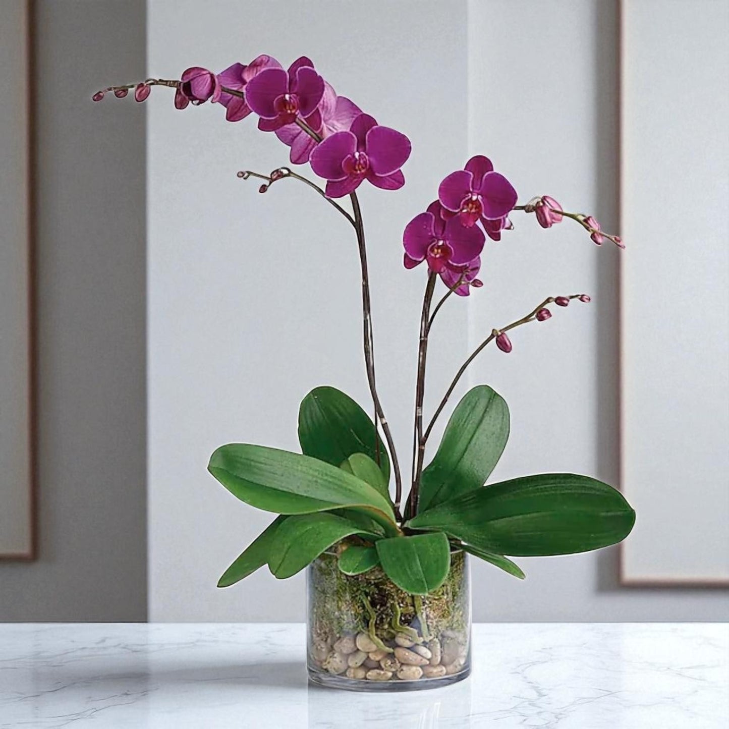 Velvet Orchid Elegance