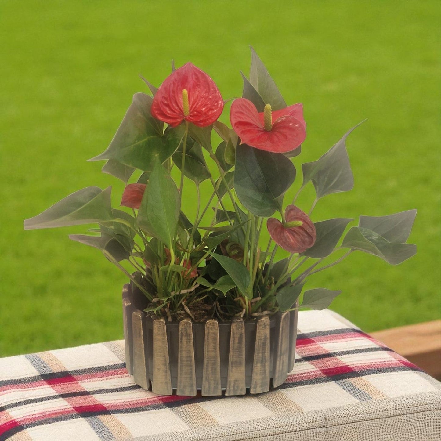 Flamingo Anthurium in Pot
