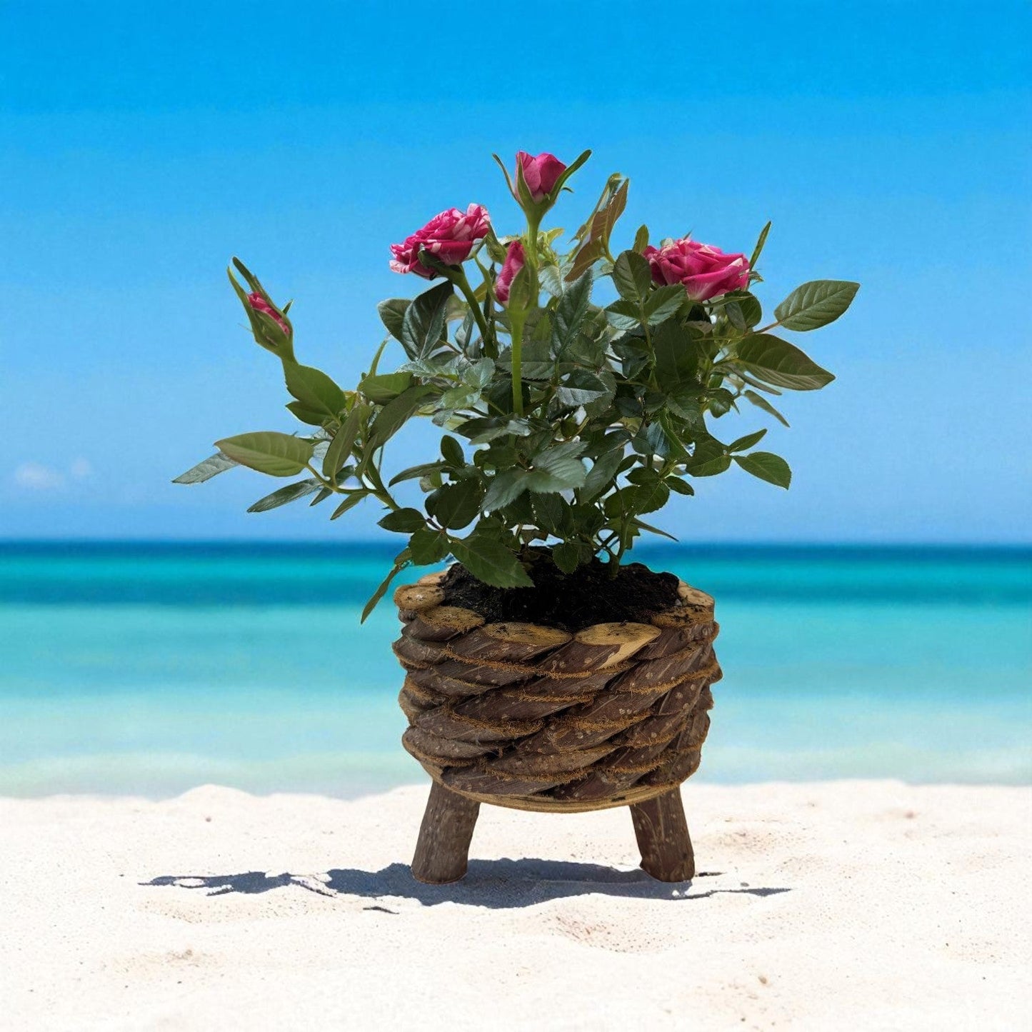Coastal Charm Rose Plant in Woven Basket