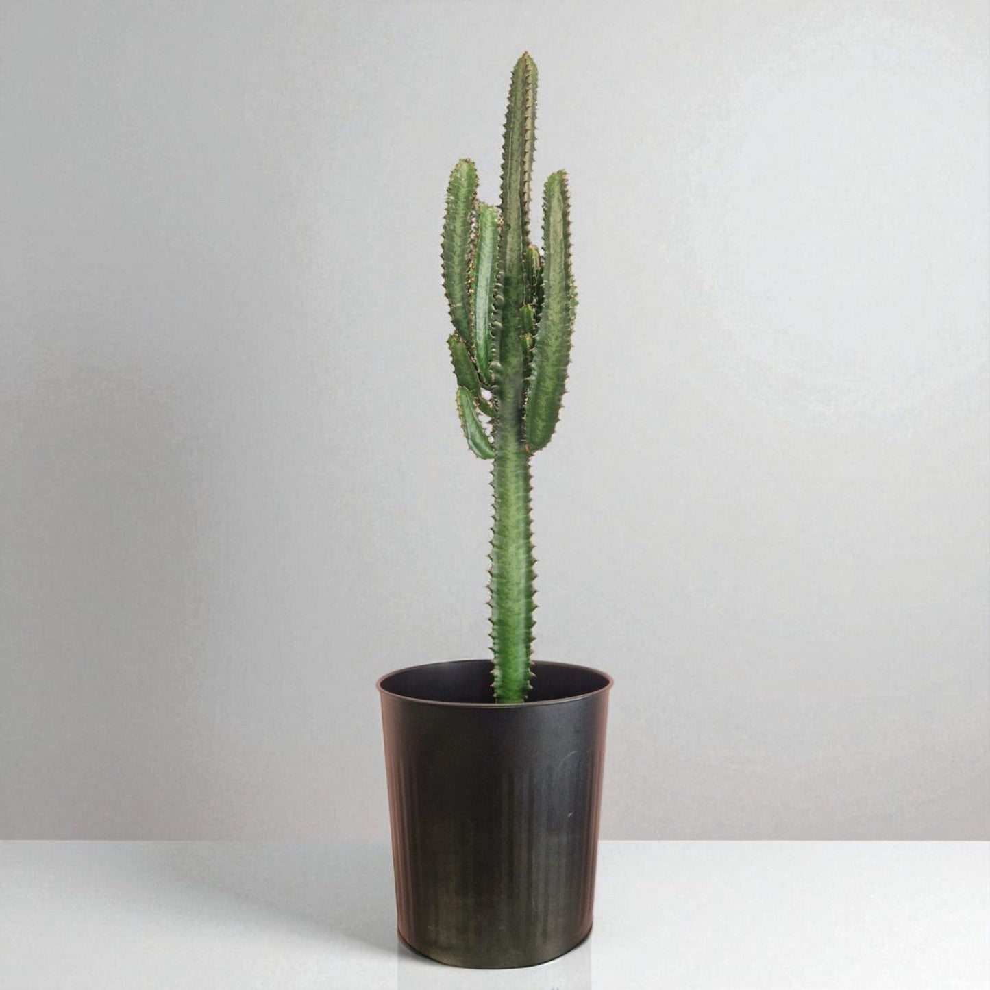 Tall Euphorbia Cactus in Pot