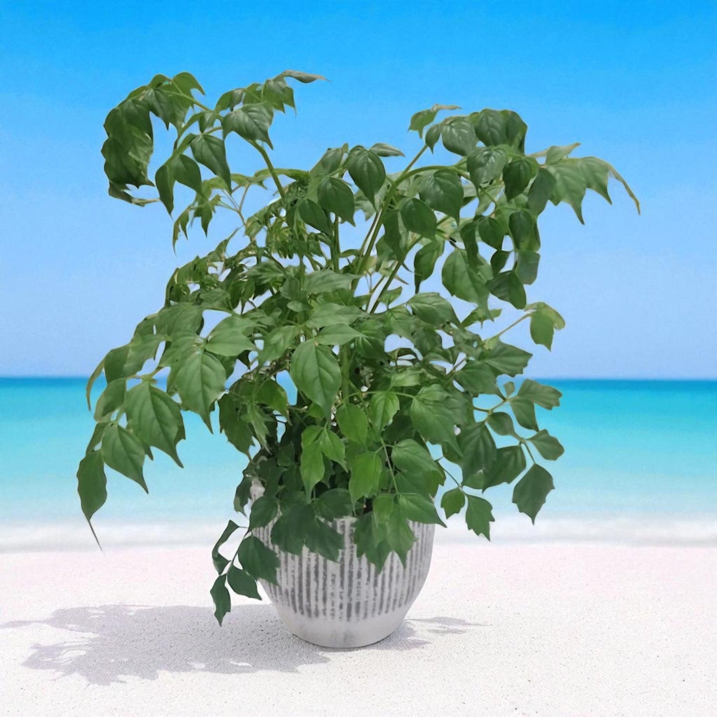 Emerald Elegance Plant in a Pot