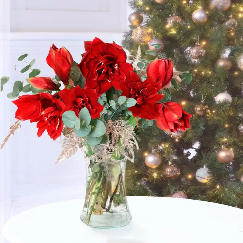 Christmas Amaryllis & Vase