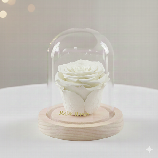 Forever Rose White