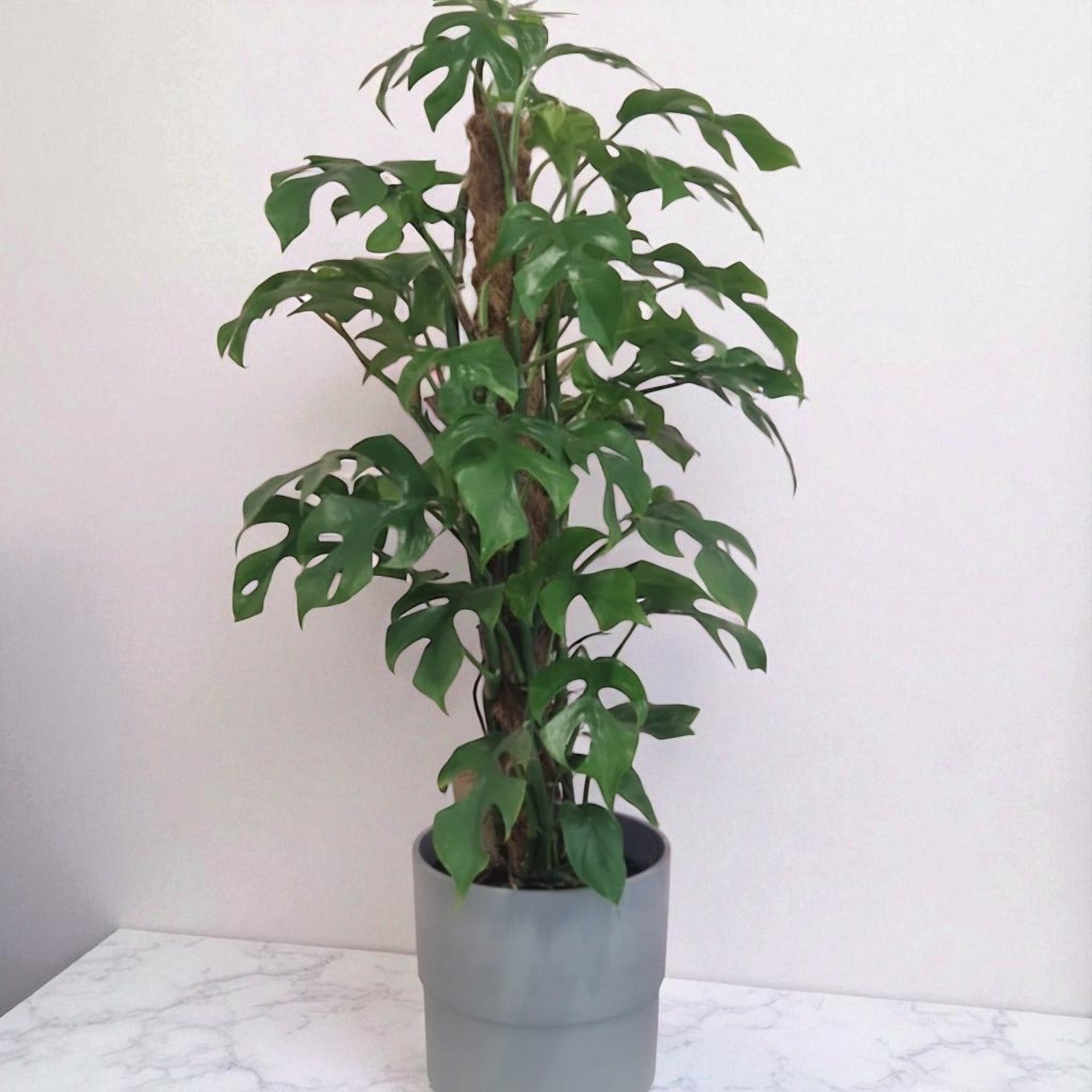 Monstera Minima