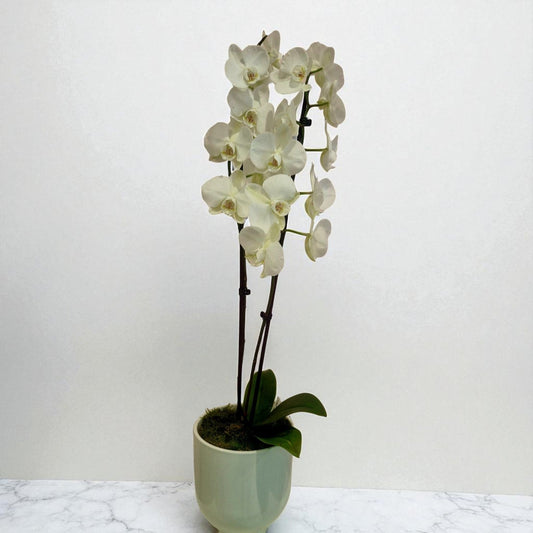 Elegant White Orchid in Ceramic Pot