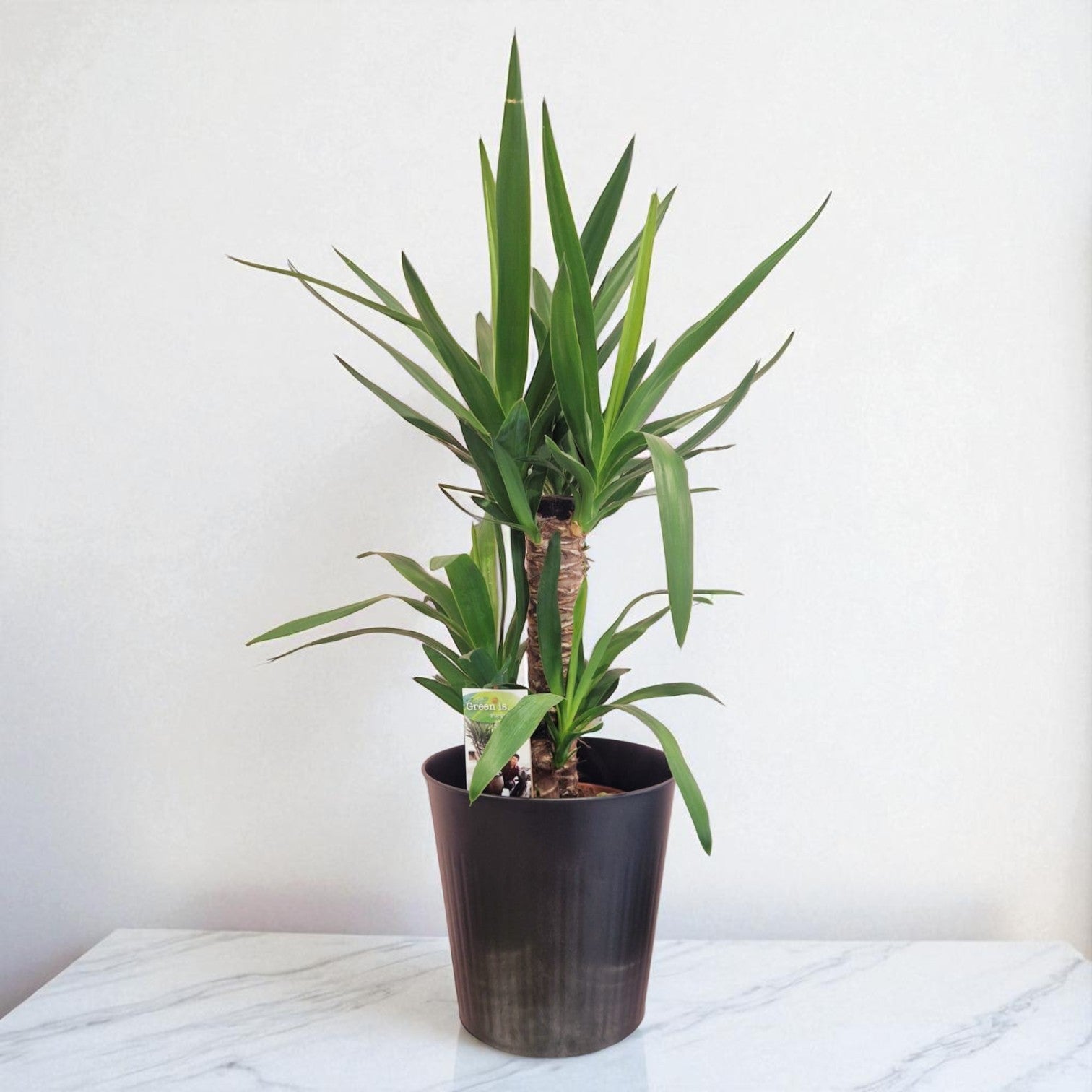Yucca Plant