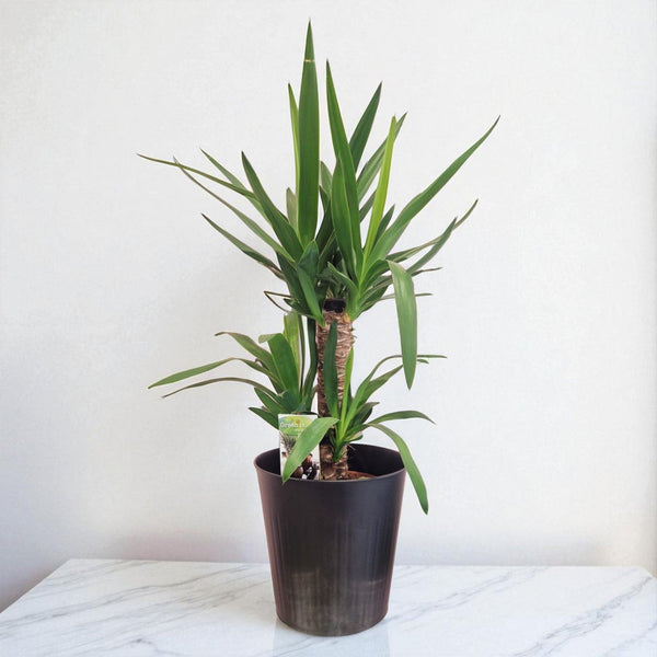 Yucca Plant