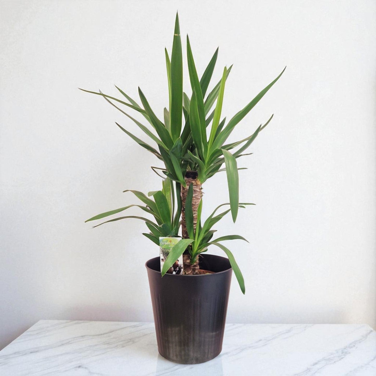 Yucca Plant