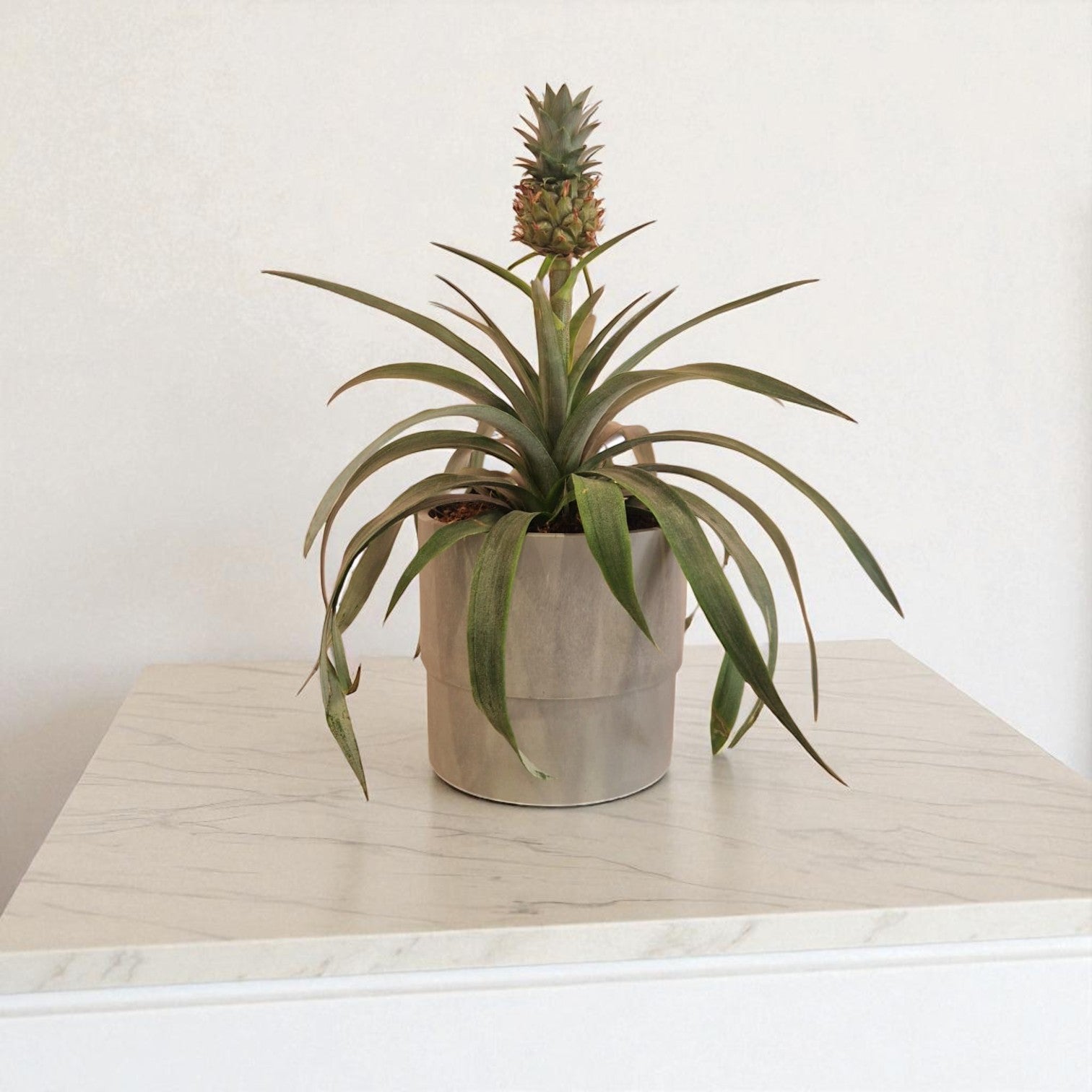 Dwarf Pineapple Plant