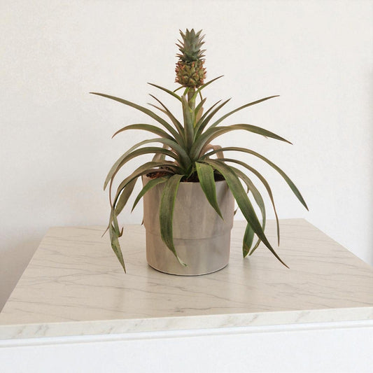 Dwarf Pineapple Plant