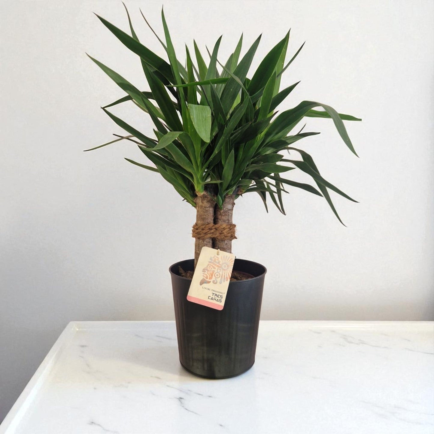 Yucca Cane Plant