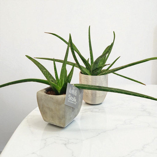 Aloe Vera Plant