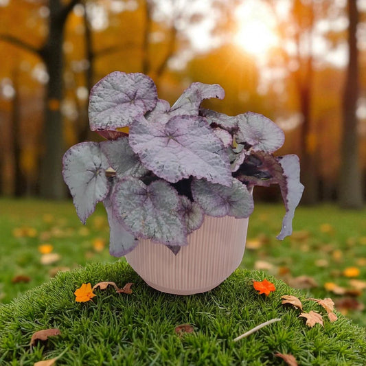 Moonlight Begonia in Pot