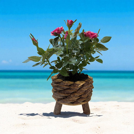 Coastal Charm Rose Plant in Woven Basket