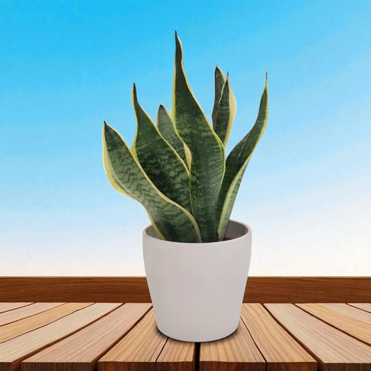 Snake Plant in Pot